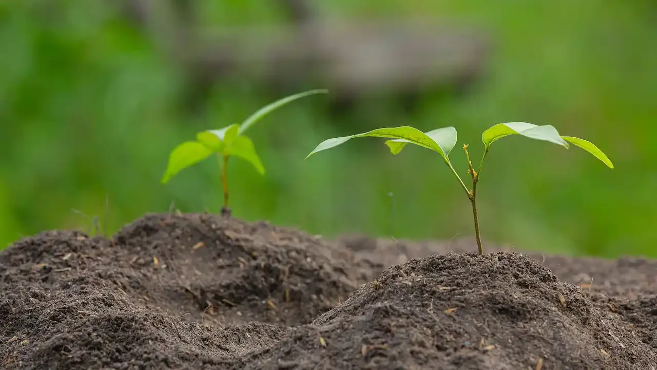 seeding